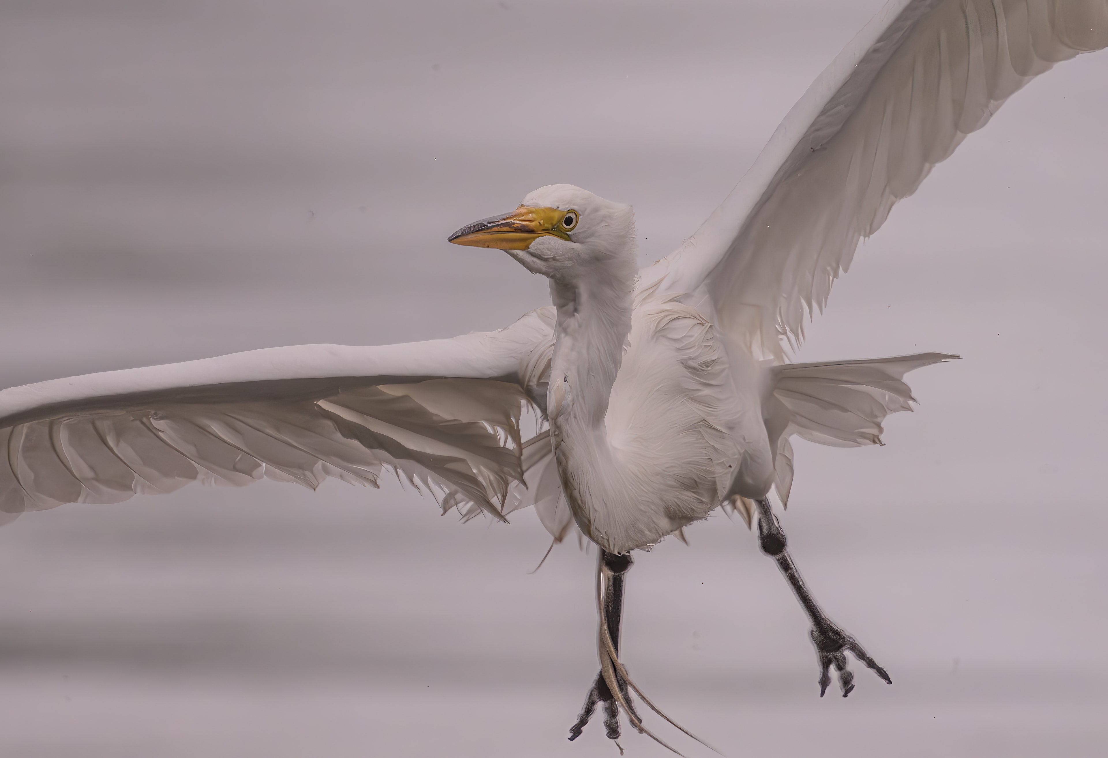 Great egret landing with wings spread
