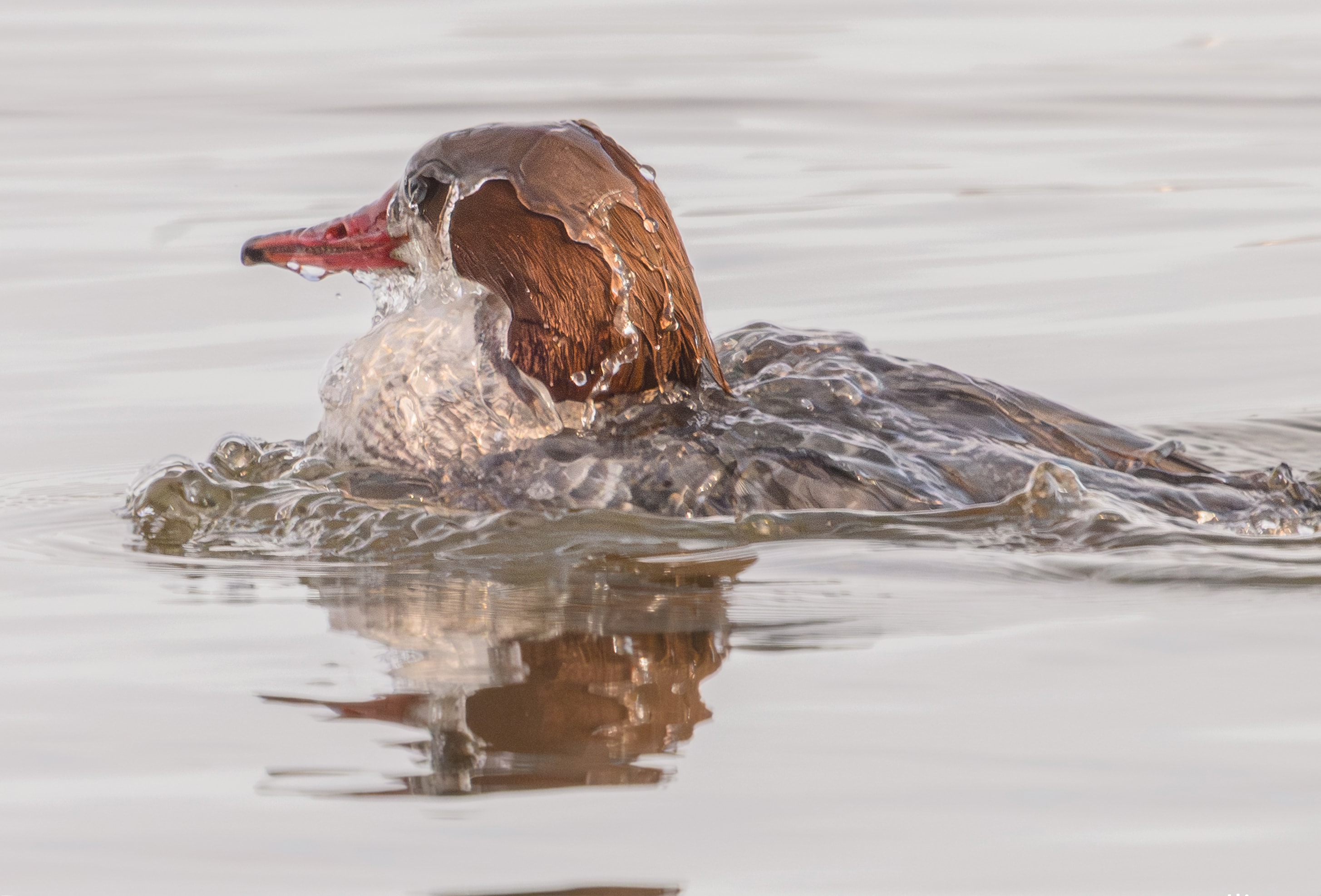 Duck swimming in water