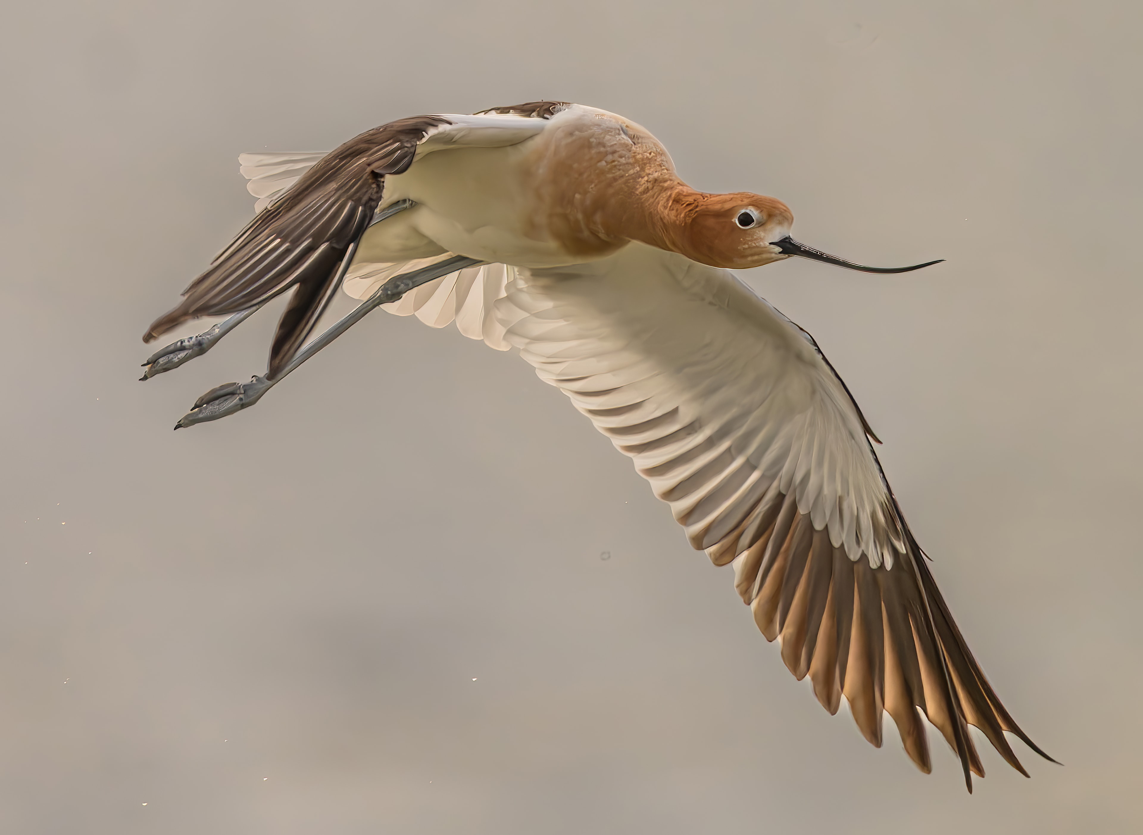 Avocet in flight