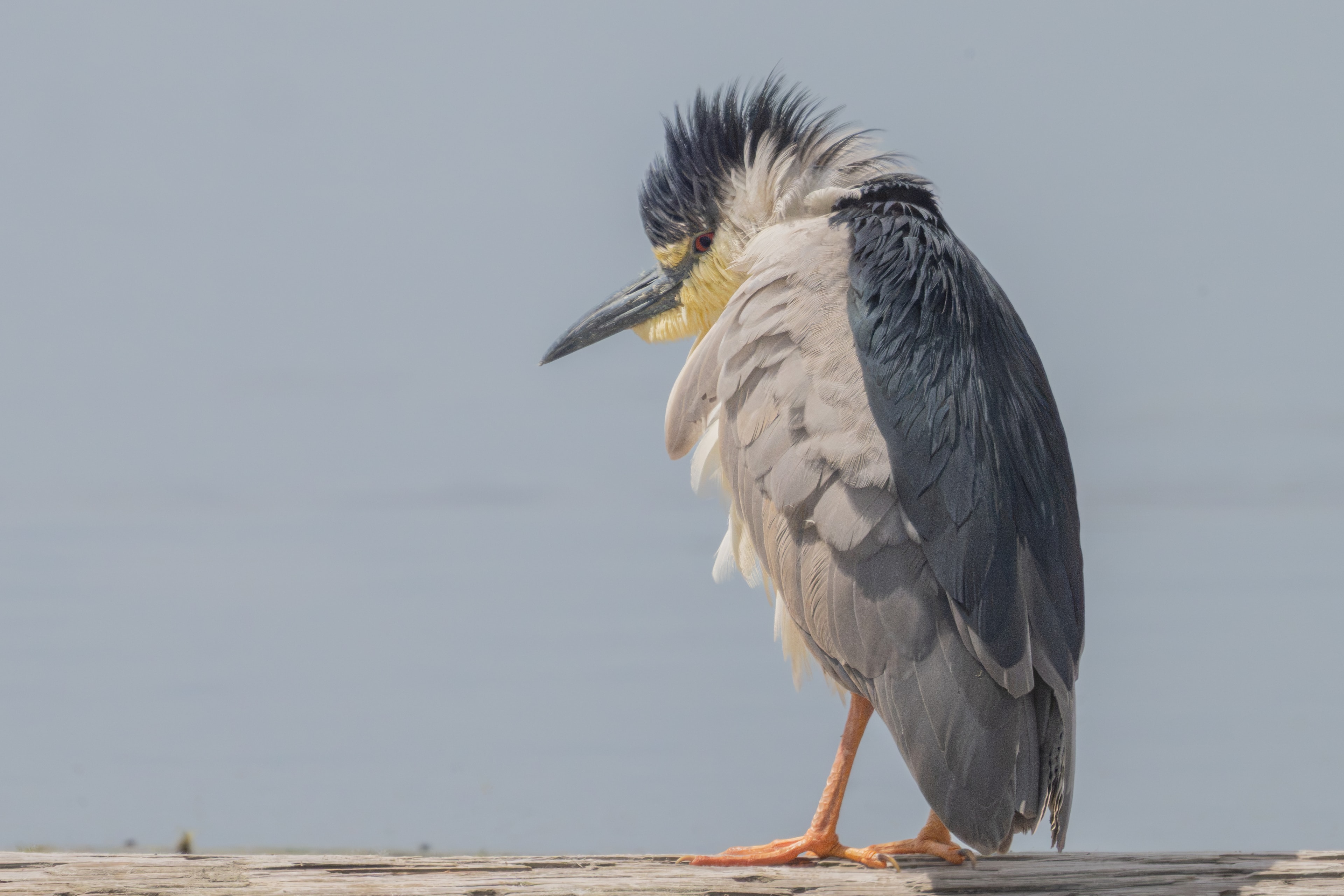 Black-crowned night heron on dock