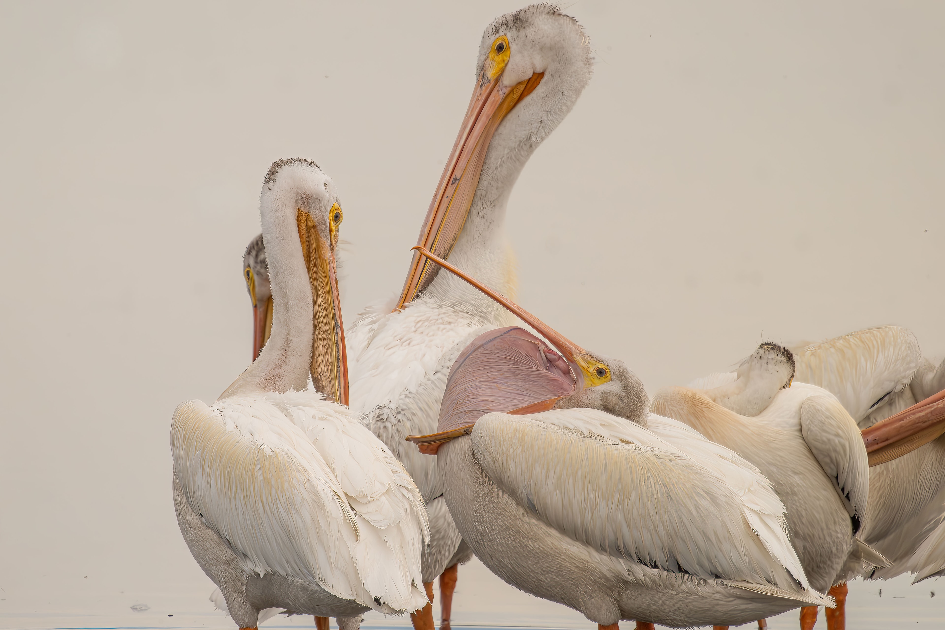 Group of white pelicans