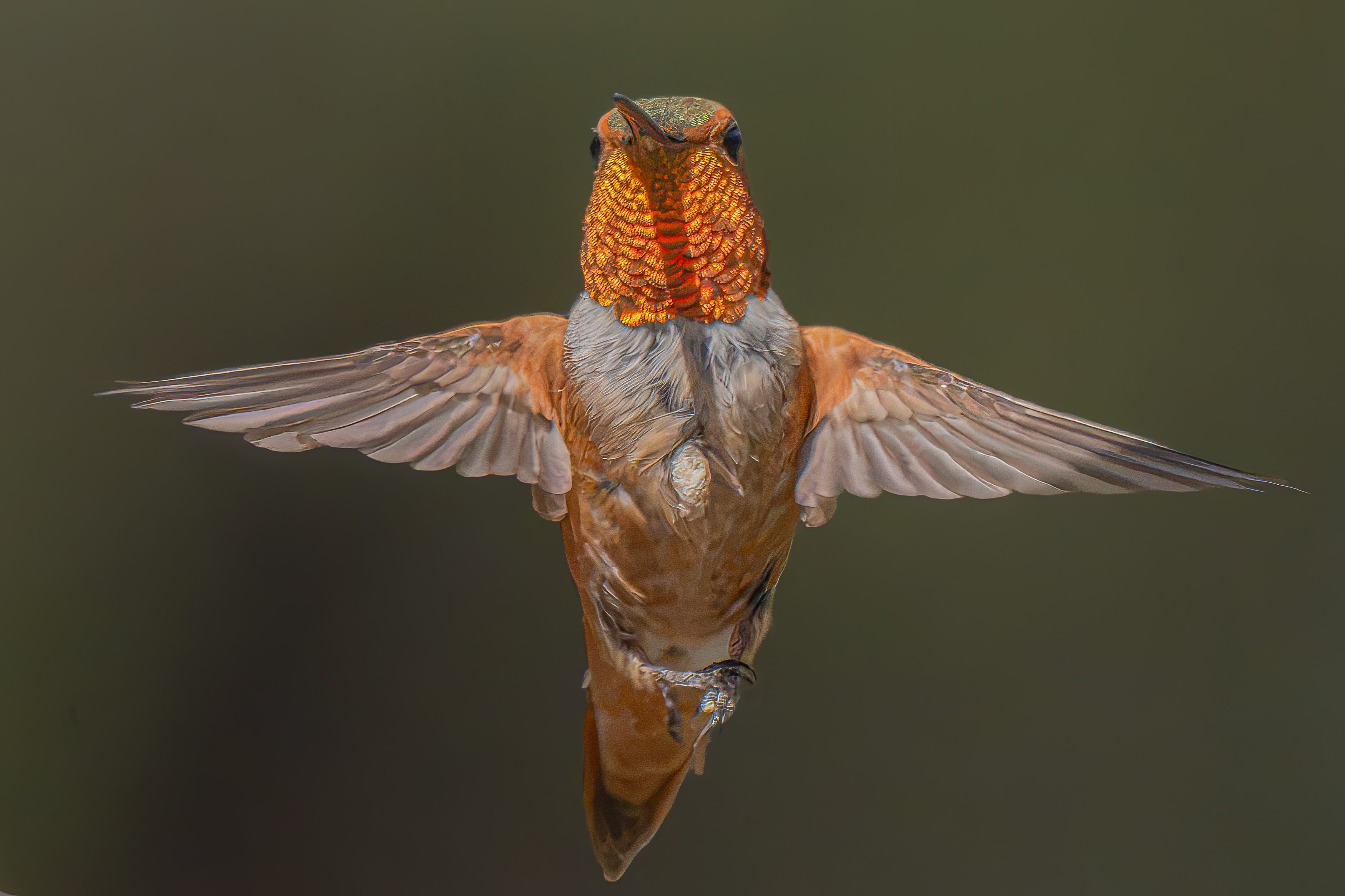 Hummingbird hovering in flight