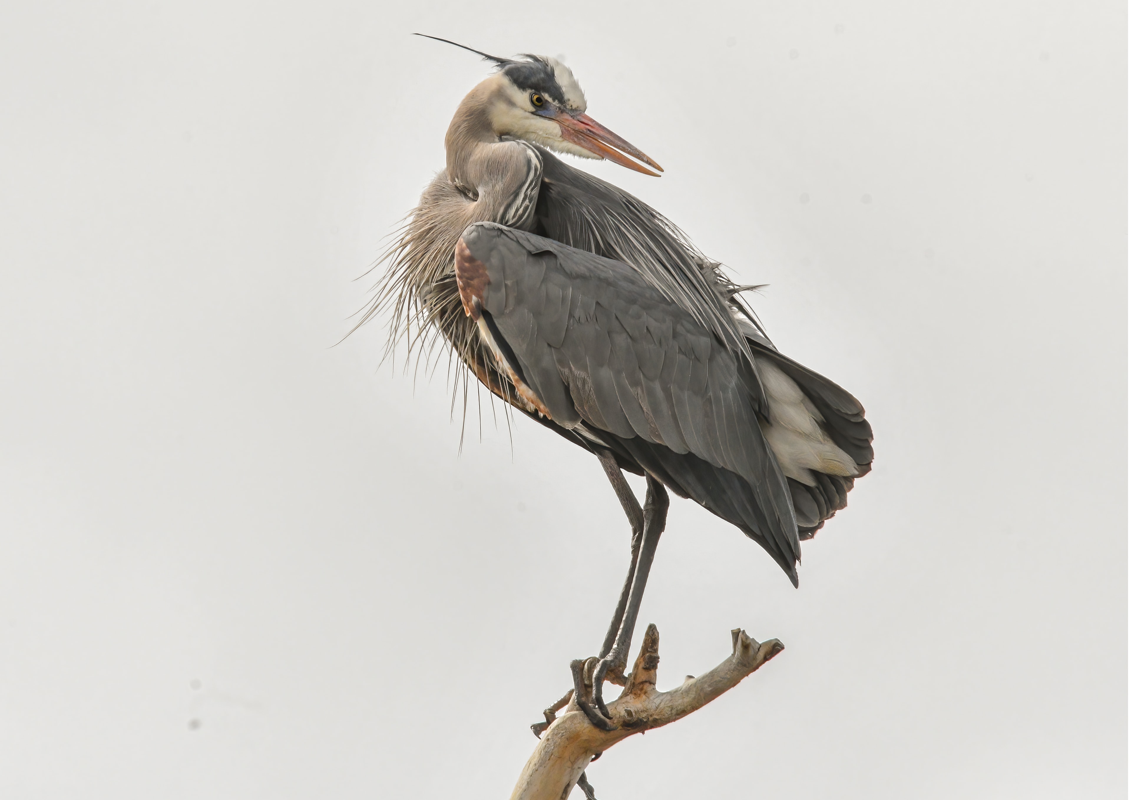 Great blue heron perched on branch