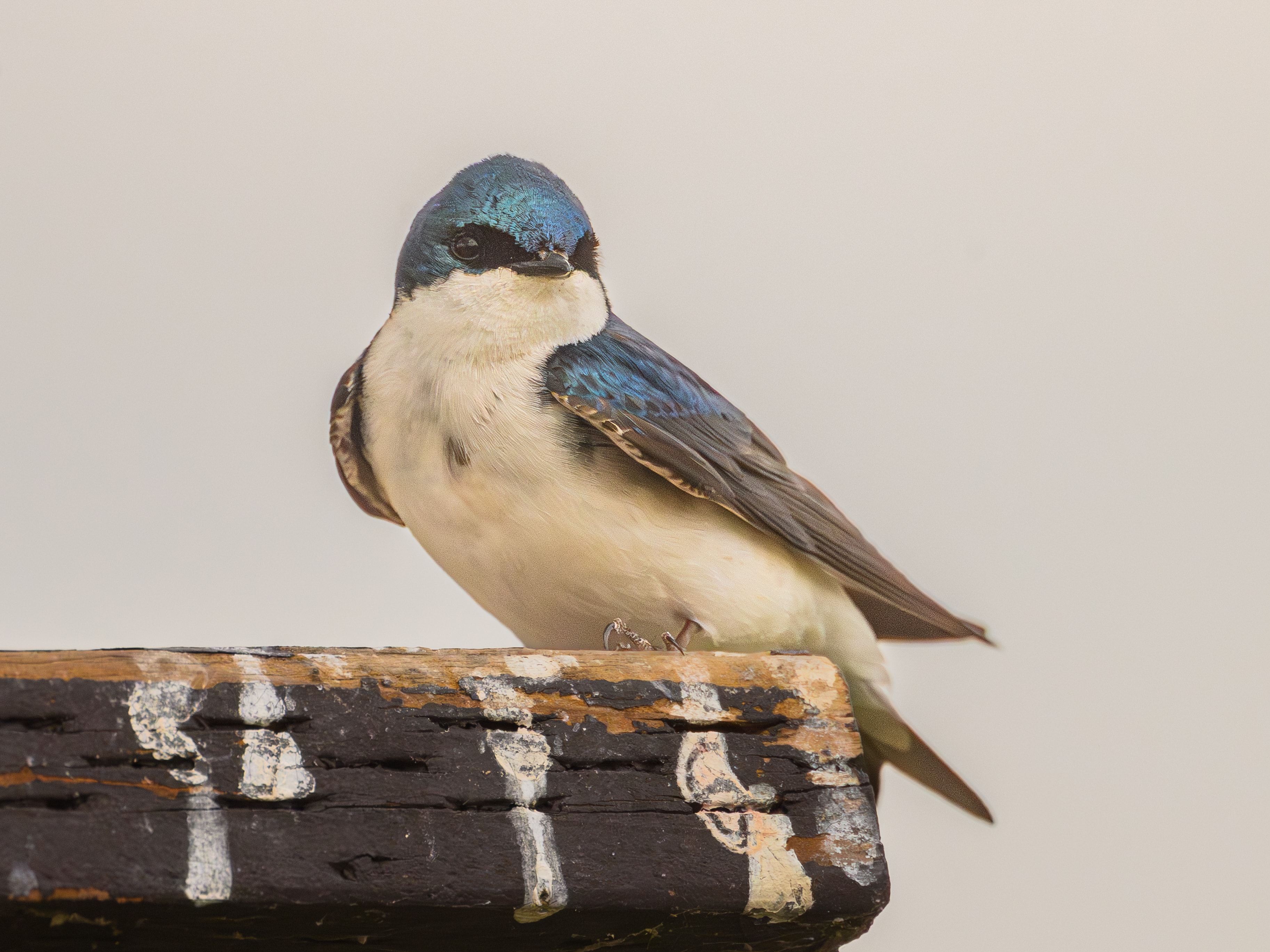 Tree swallow on weathered wood