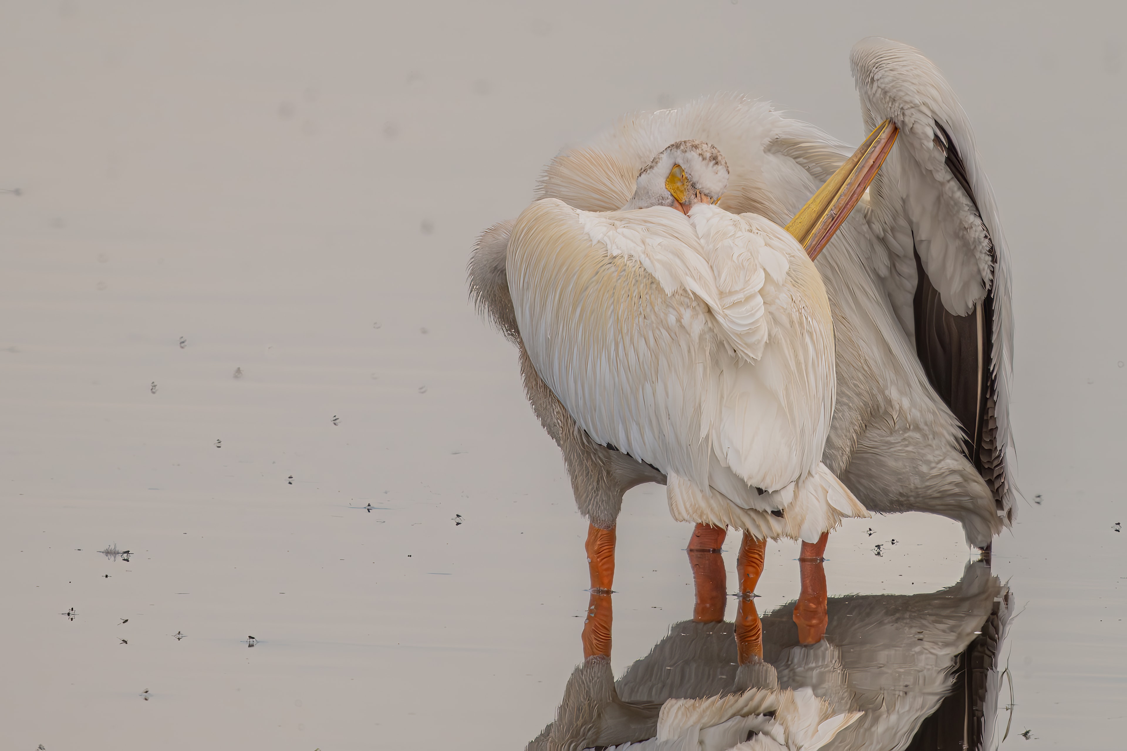 White pelican preening in shallow water