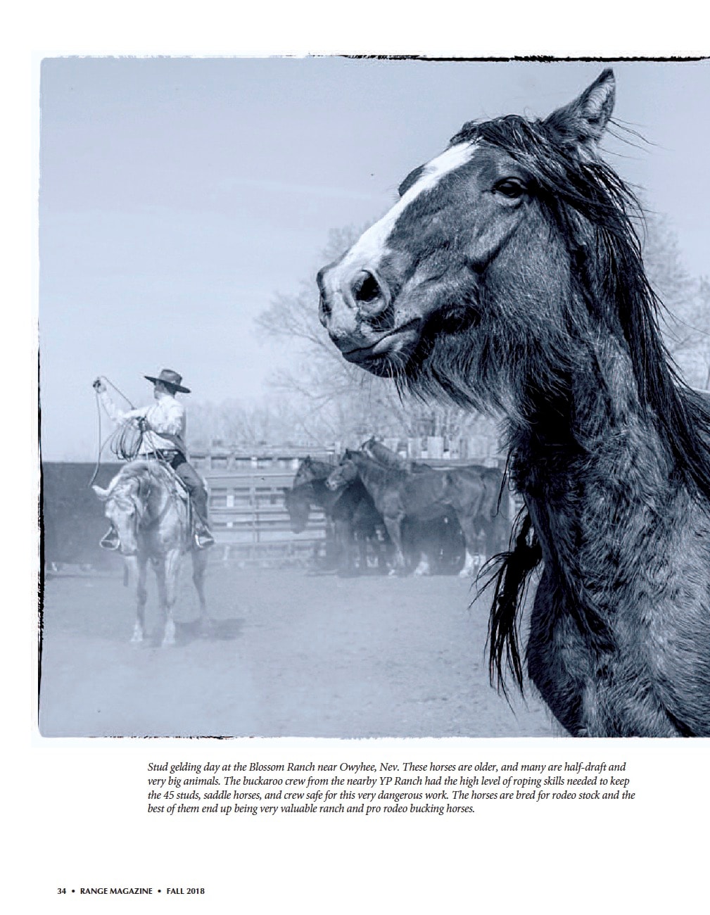 Range Magazine Fall 2018 — A Buckaroo Heart, page 34